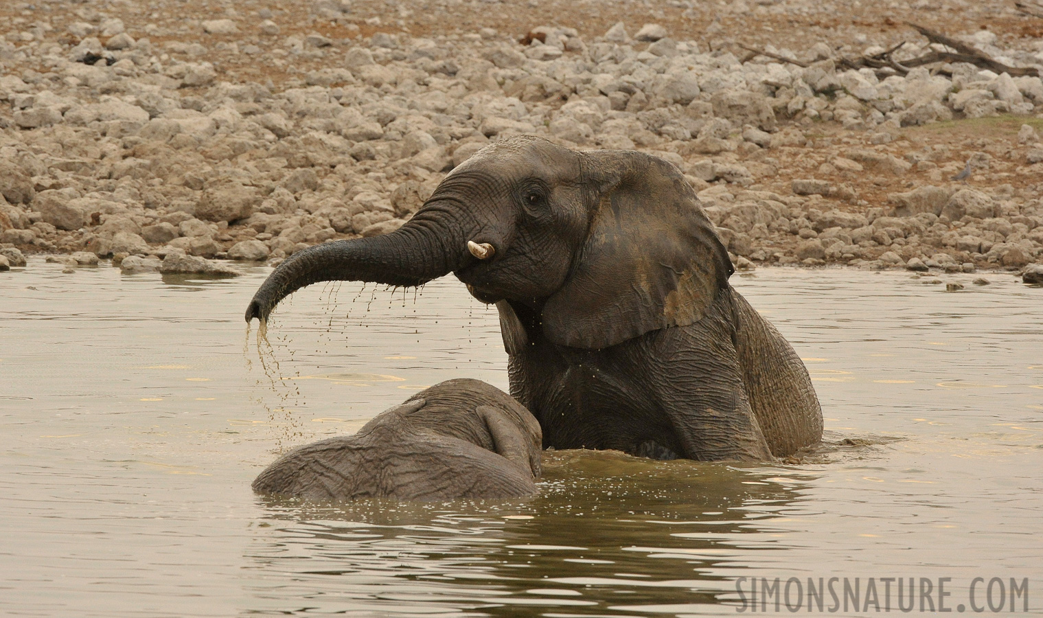 Loxodonta africana [400 mm, 1/400 sec at f / 9.0, ISO 2500]